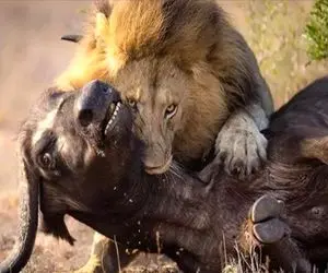 صحنه دهشتناک؛ شیر سفاک با دندون خرخره بوفالو پاره کرد خون فواره زده رو خورد