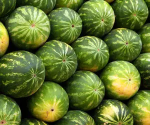 ترفند خانه داری؛ هندوانه خریدی مزه کدو میده؟ اینم نشونه های هندونه رسیده و شیرین