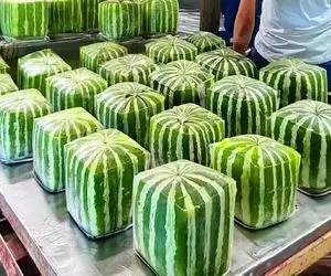 کشاورزی نوین؛ با تجهیزات به روز و سموم نوین هندوانه مربعی پرورش داد دونه ای 30 کیلو