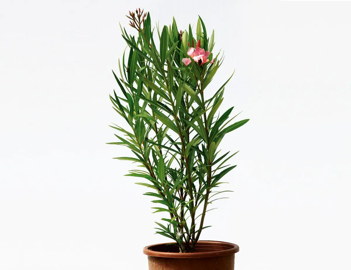 nerium-oleander-petite-salmon-7lt-1-1