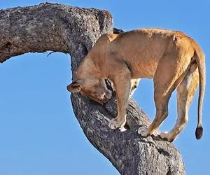 مستند حیات وحش؛ شیر ناقلا برای رسیدن به توله پلنگ درخت رو هم درنوردید