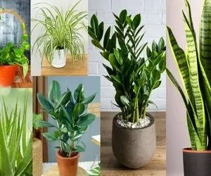 گیاهان مناسب افراد فراموشکار / یادت میره به گلا مدام آب بدی واس اینا یکبار تو ماه بسه