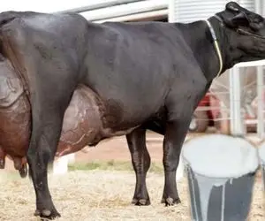 فرآوری گاو؛ گاو اینقدر شیرش زیاد و پر فشار هست که موقع دوشیدن همش شَتَک میکنه