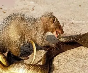 از جذابیت‌های حیات وحش؛ مار کبری اومد زرنگ بازی دربیاره موش دمار از روزگارش درآورد