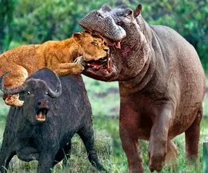 بدایع حیات وحش؛ اسب آبی سفاک گلوی شیر زمختی که داشت بوفالو و می بلعید جر داد 