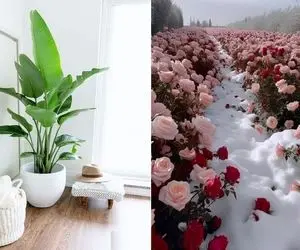 گیاهان مقاوم به سرما؛ پاییز و زمستون قراره مهمونت باشن گلای رنگارنگ این فصلا رو بشناس