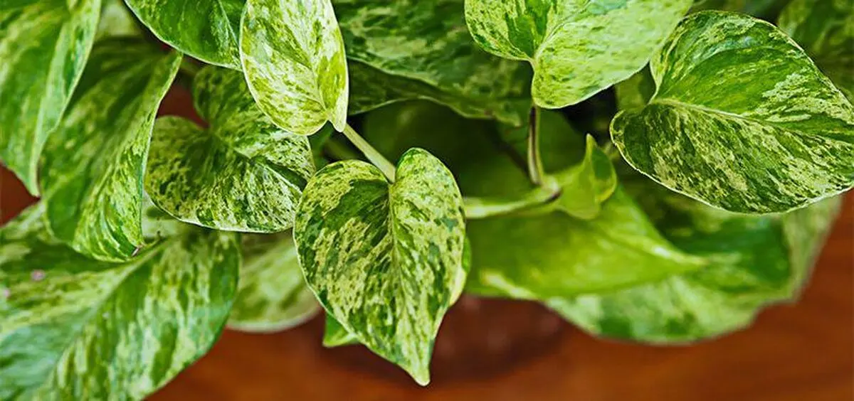 گیاهان آپارتمانی مناسب برای جذب ثروت