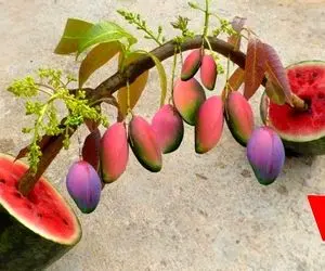 کشاوزی نوین؛ تو دل هندوانه انبه کاشتن و ناباورانه محصول آورده از خود هندوانه درشت تر