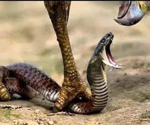 شاهکار حیات وحش؛ وقتی شاهین پیتون را تیکه پاره و بین جوجه هایش نقسیم میکند