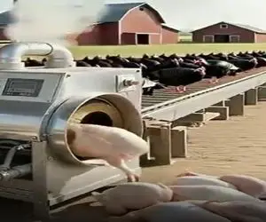 دامداری نوین؛ دستگاه دوکاره ذبح و پر چین مرغ بدون اپراتور مرغ رو بلوری تحویل میده