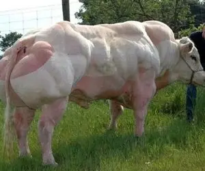 گاوهای عضلانی؛ گاو عضلانی صورتی که 1000 کیلو وزن داره واسه مسابقه پرورش دادن 