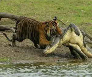 بدایع حیات وحش / تمساح دد مشغول آب تنی بود که ببر زد به آب شرحه اش کرد