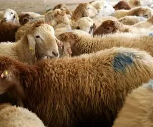 قیمت دام زنده امروز ۱۰ اردیبهشت ۱۴۰۵ 