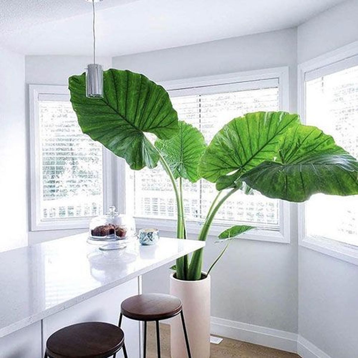 گیاهان آپارتمانی که خونه شما رو لوکس می کنند