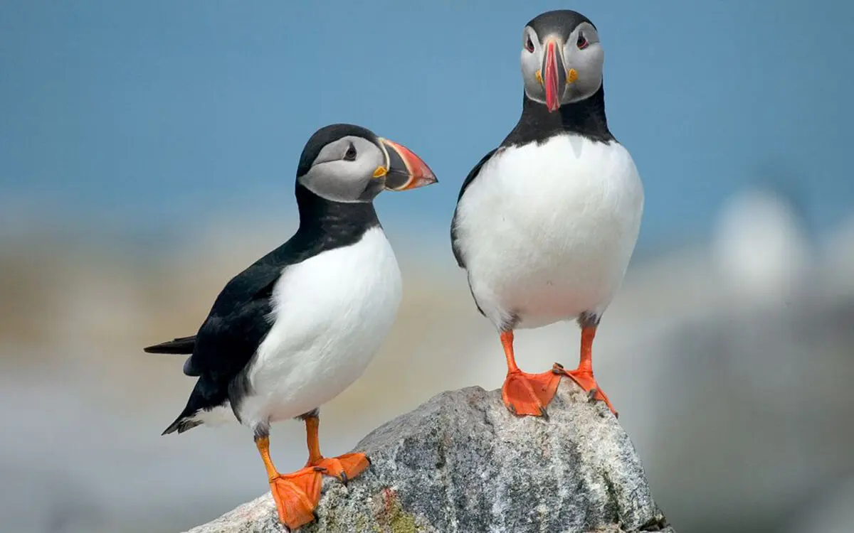 Machias_Seal_Island_puffins