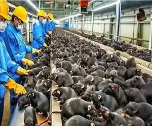 فرآوری موش؛ چشم ادومی ها دیگه مواد غذایی کم آئردن افتادن به موش خوری