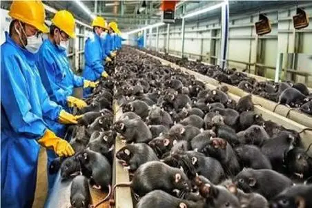 فرآوری موش؛ چشم ادومی ها دیگه مواد غذایی کم آئردن افتادن به موش خوری