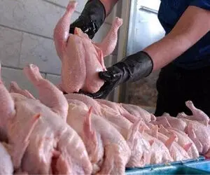 قیمت مرغ گرم امروز شنبه 16 اسفند 99