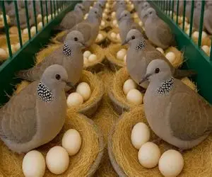 فرآوری کفتر؛ پر و بال کفتر رو می‌کَنن برا بازار پرسود گوشت پروتئینیش