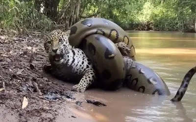 مستند حیات وحش؛ آناکوندا شانه های پلنگ رو به خاک چسبوند