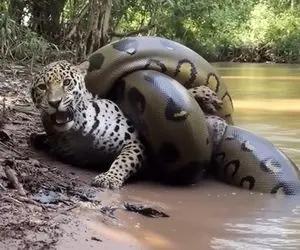 مستند حیات وحش؛ آناکوندا شانه های پلنگ رو به خاک چسبوند