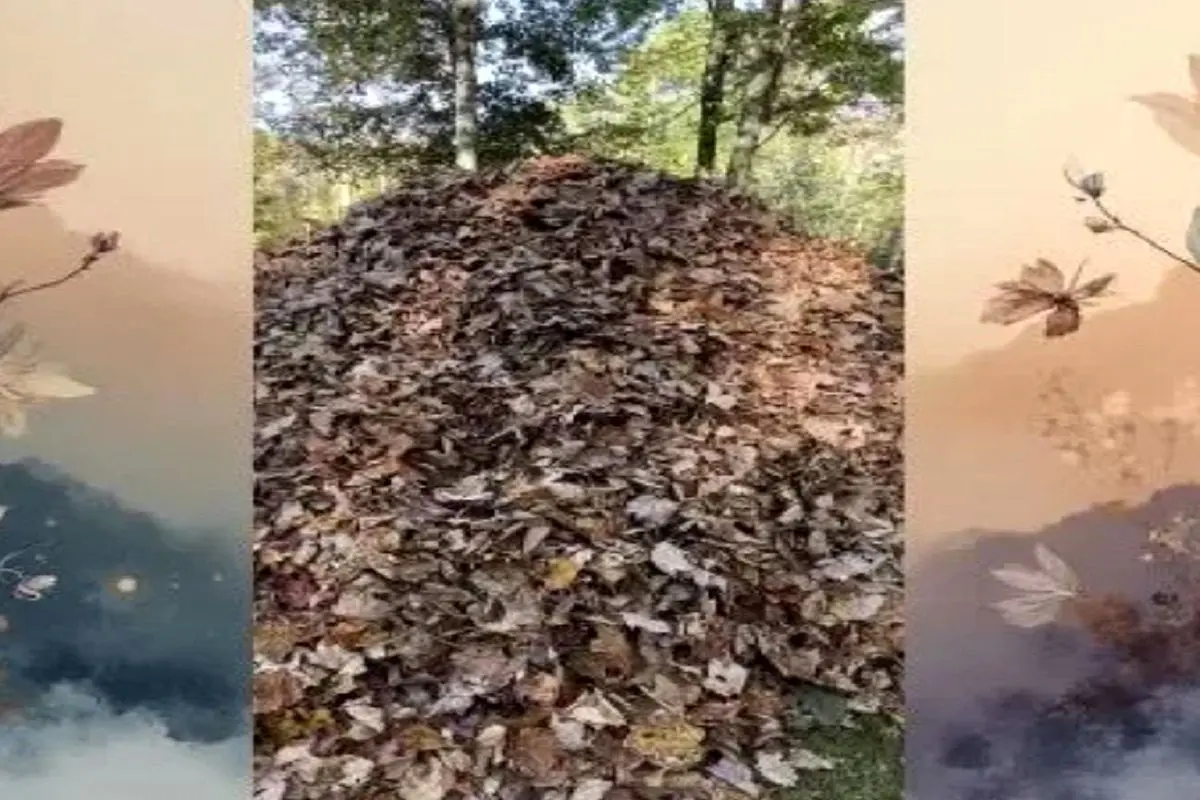 بازی فکری؛ نیم درصد از 10000 نفر تونستن سگ استتار کرده تو برگای جنگل رو پیدا کنن