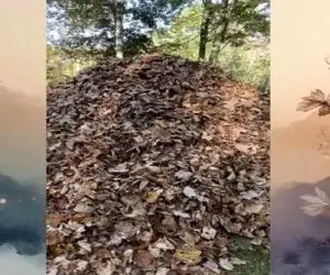 بازی فکری؛ نیم درصد از 10000 نفر تونستن سگ استتار کرده تو برگای جنگل رو پیدا کنن