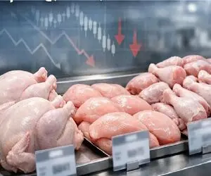 قیمت مرغ امروز شنبه 5 اردیبهشت 1405 + جدول