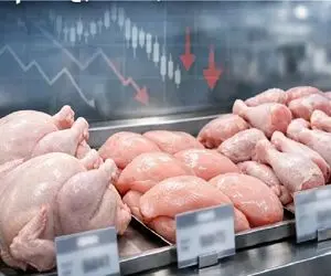 قیمت مرغ امروز شنبه 5 اردیبهشت 1405 + جدول