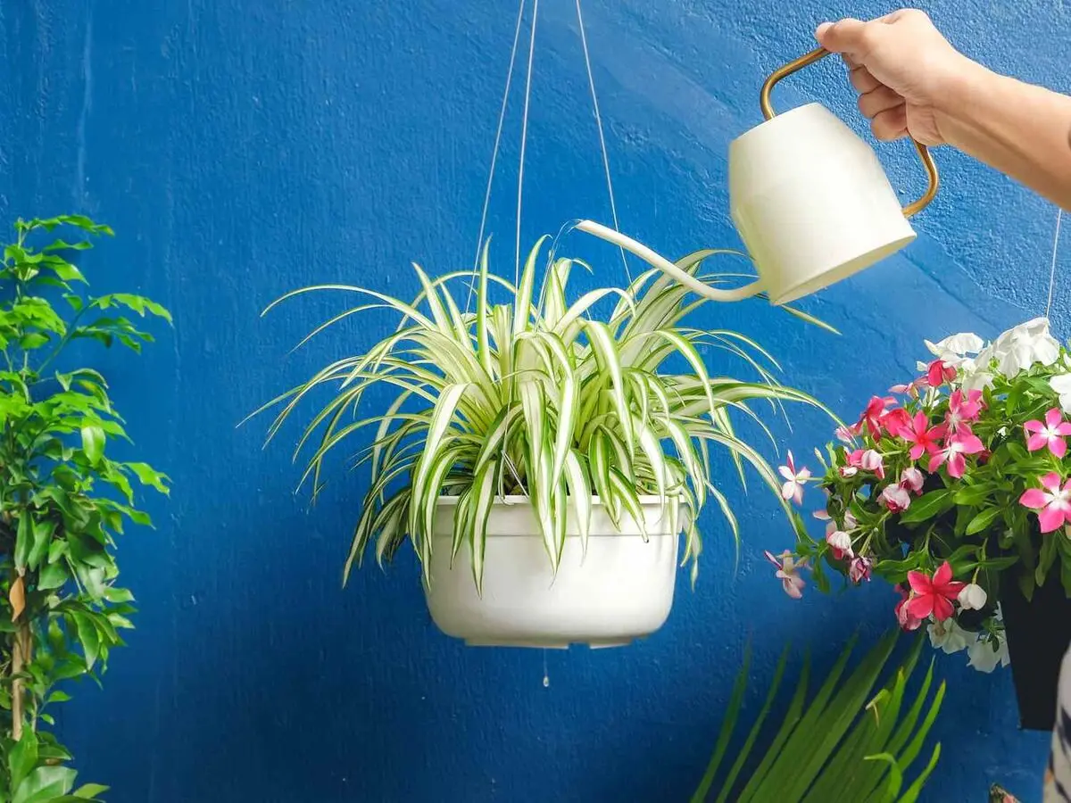 گل عنکبوتی تصفیه