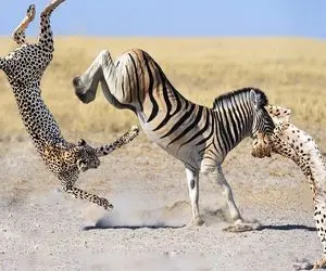 بدایع حیات وحش / کشتی کج خر راه راه و پلنگ مازندران پیروز نبرد کدام است؟