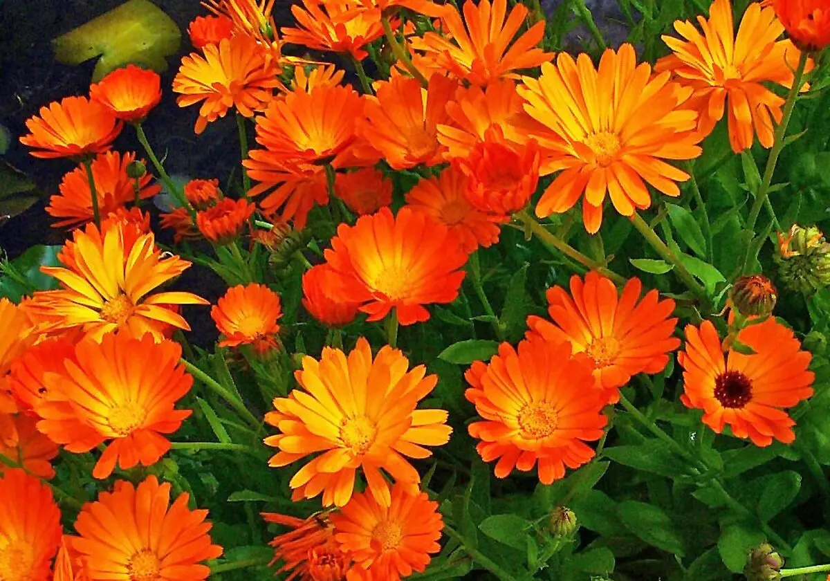 گیاهان مناسب بالکن در فصل های گرم