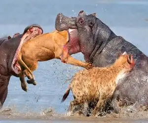 بدایع حیات وحش؛ کرگدن ددمنش شیر شریر که مزاحم حمامش شد ابتر کرد داد پلنگ خورد