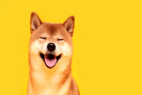 SHIBAINU
