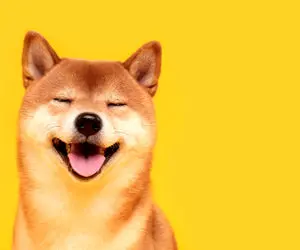 شایعه ای خارق العاده از شیبا اینو!