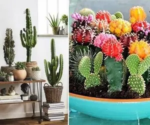 شرایط نگهداری از کاکتوس / رعایت این نکات مهم رشد و گلدهی کاکتوس رو به دنبال داره