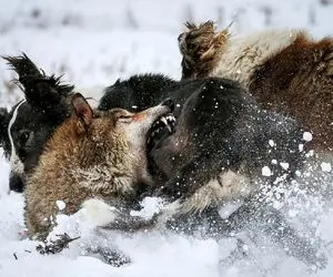 شاهکار حیات وحش؛ گرگ وحشی به بدترین شکل ممکن دست و پای سگ نگون بخت را کند