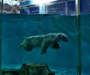 در این هتل با خرس‌های قطبی زندگی کنید! 