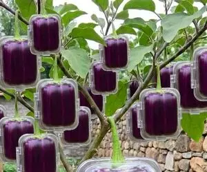 پرورش متحیرکننده؛ بادمجون مربع یا 4 گوش ندیده بودیم که اونم اومد