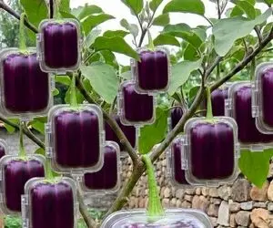 پرورش متحیرکننده؛ بادمجون مربع یا 4 گوش ندیده بودیم که اونم اومد