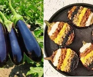 طرز تهیه کشک و بادمجان خیلی خوشمزه / طعم عالی یه غذای اصیل و سنتی با ظاهری متفاوت