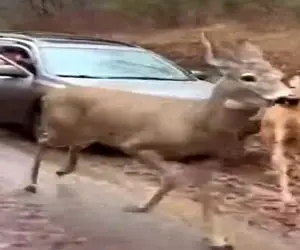 معماری طبیعت؛ گرگا دنبال آهو و بچشن راننده سوارشون میکنه گازشو میگیره