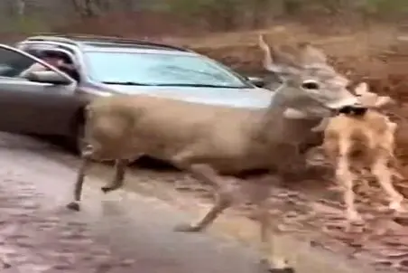 معماری طبیعت؛ گرگا دنبال آهو و بچشن راننده سوارشون میکنه گازشو میگیره