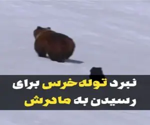 مستند کاوش؛ جاذبه جون توله خرس و میگیره تا برسه به مادرش