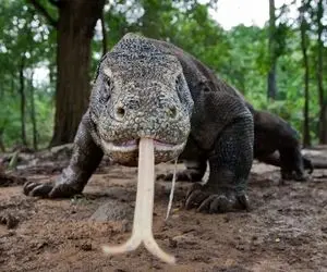 مستند حیات وحش؛ اژدهای کومودو مهمان بازی دو برادر تو جنگل شد