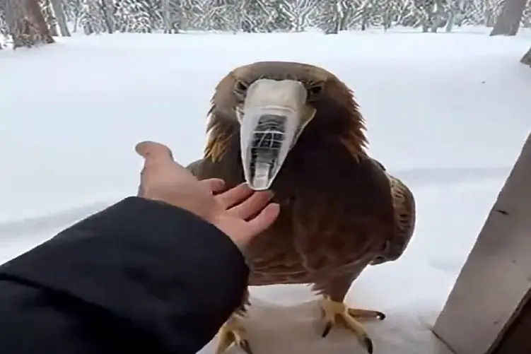 معماری طبیعت؛ مرد زندگی عقاب و تخماشو بیمه کرد