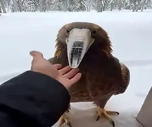 معماری طبیعت؛ مرد زندگی عقاب و تخماشو بیمه کرد