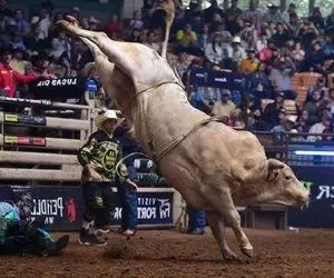 تاخت و تاز خونین؛ گاو عصیانگر وسط بازی گاوچرونو کوبید زمین خودش پا گذاشت به فرار