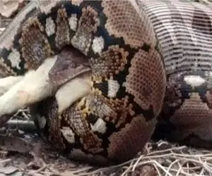 جذابیت حیات وحش / پیتون غول پیچید دور بره زنده زنده جاش داد تو دلش