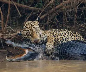 مستند حیات وحش؛ پلنگ ماهرانه خمیه زد رو تمساح خیز برداشت باراندازش کنه